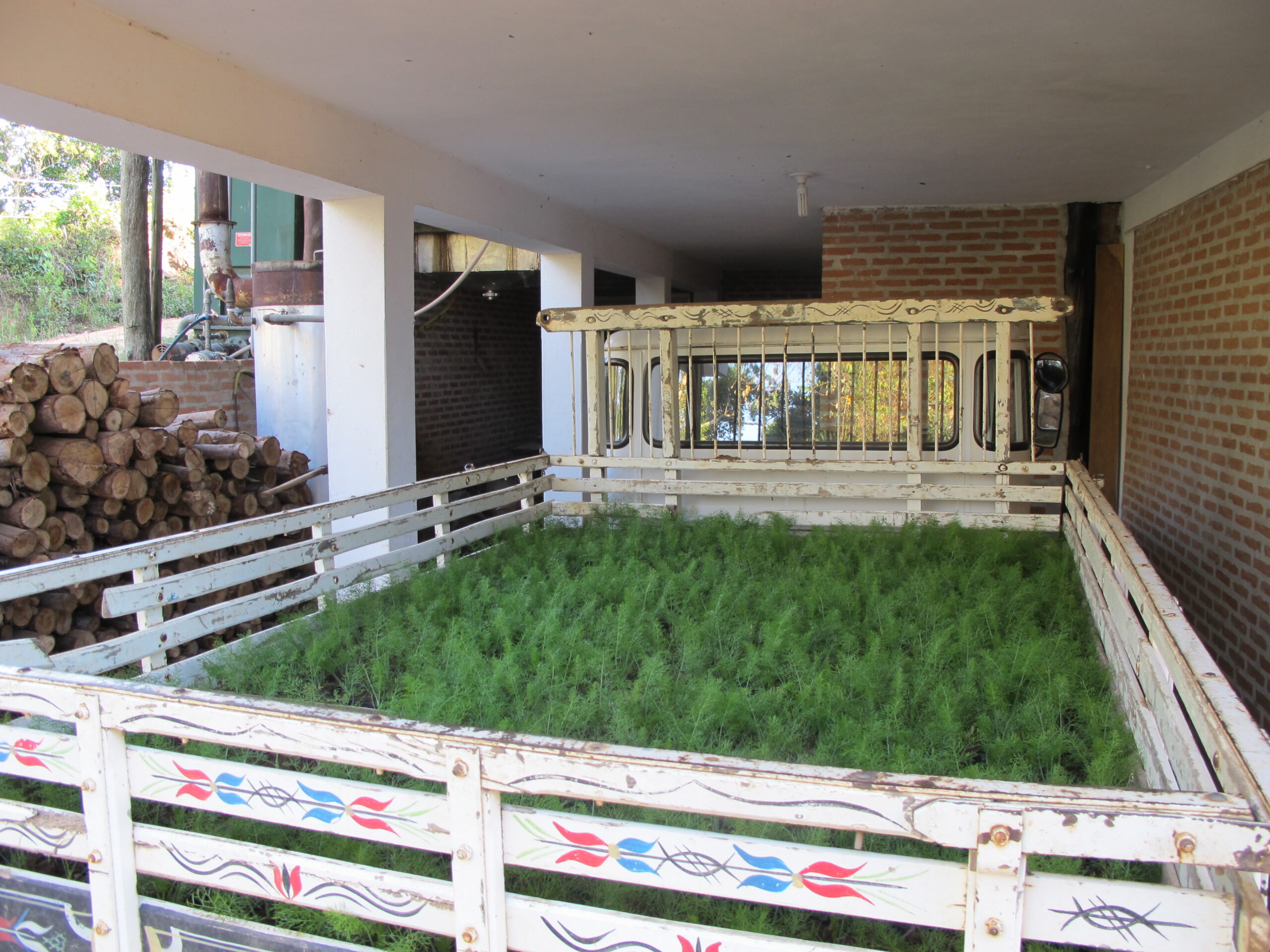 Bandeirante erva-doce (2)