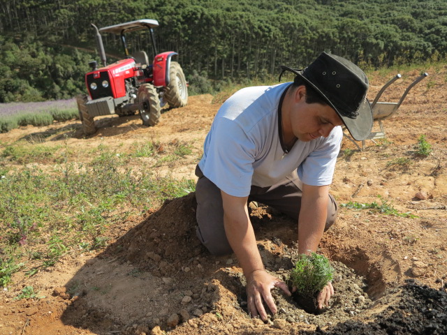 Lavanda Francesa (14)