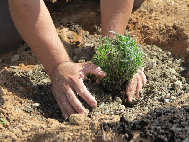 Lavanda Francesa (15)