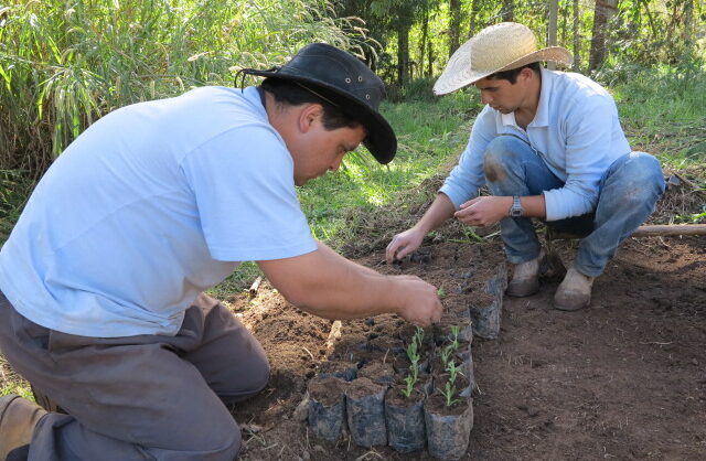 Lavanda Francesa (2)