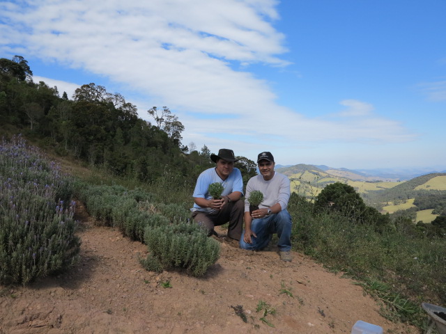Lavanda Francesa (6)